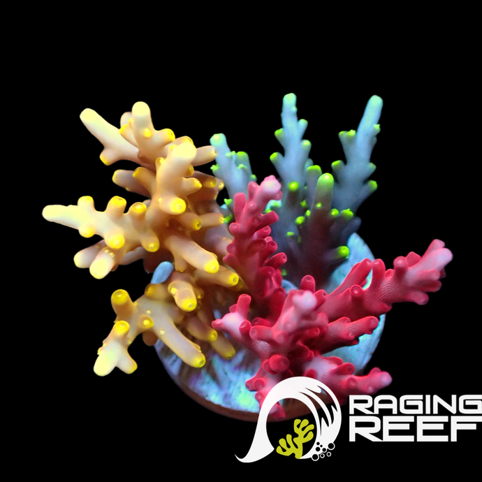 Raging Reef Dragon’s Den