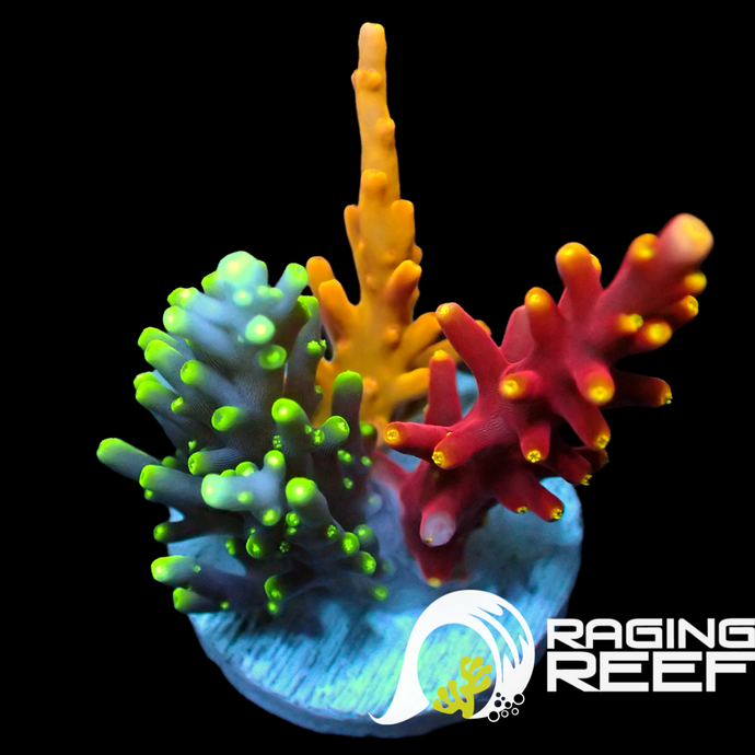 Raging Reef ultra Dragon’s Den