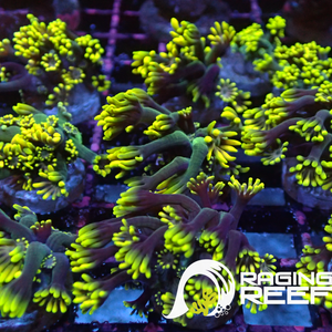 Yellow Alveopora frag