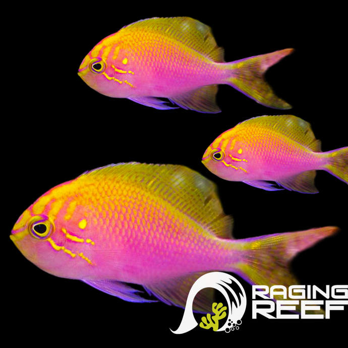 Sunburst Anthias