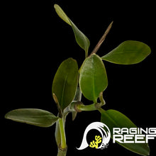 Charger l&#39;image dans la galerie, Red Mangrove with leaves
