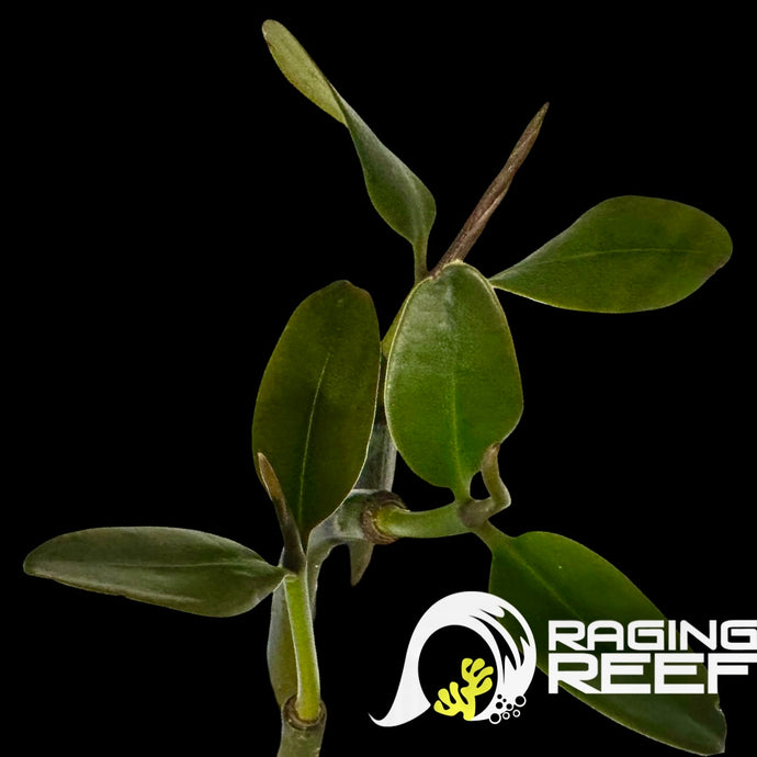 Red Mangrove with leaves