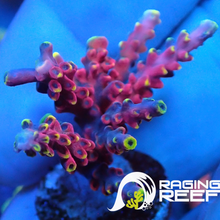 Load image into Gallery viewer, Cherry pop Acropora frag
