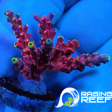 Load image into Gallery viewer, Cherry pop Acropora frag
