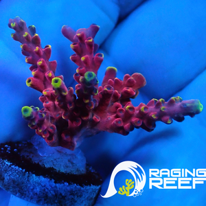 Cherry pop Acropora frag