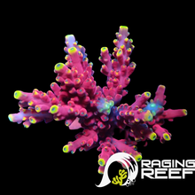 Load image into Gallery viewer, Cherry pop Acropora frag
