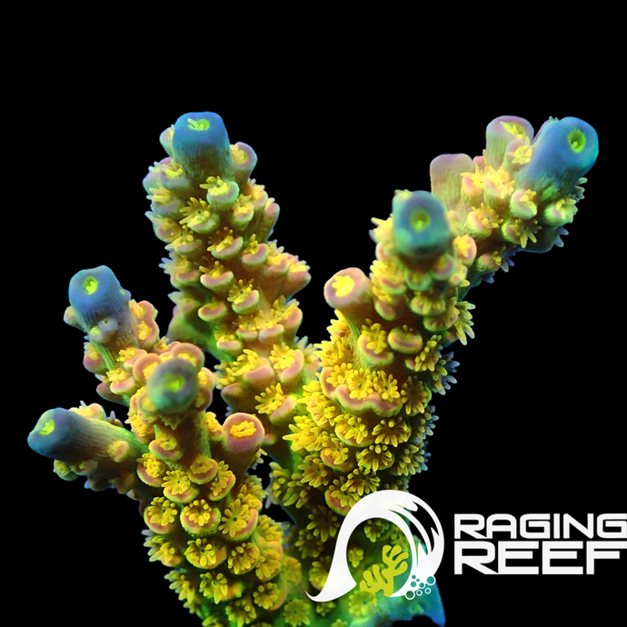 Walt Disney Acropora frag