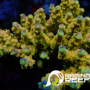 Walt Disney Acropora frag