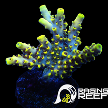 Load image into Gallery viewer, Pikachu Acropora frag
