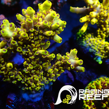 Load image into Gallery viewer, Pikachu Acropora frag
