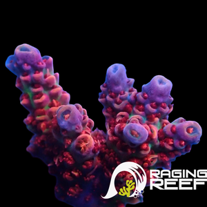 Princess Peach Acropora frag