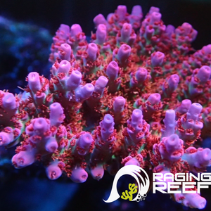 Princess Peach Acropora frag