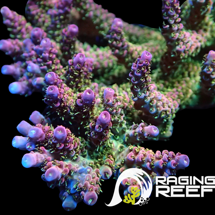 Acid Trip Acropora frag