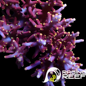 Little Red Ferrari Acropora frag