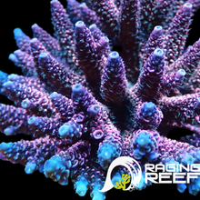 Load image into Gallery viewer, Blue unicorn Acropora frag
