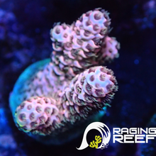 Load image into Gallery viewer, Blue unicorn Acropora frag
