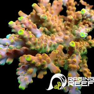 Rainbow nugget Acropora frag