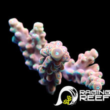 Load image into Gallery viewer, Cherry blossom Acropora frag
