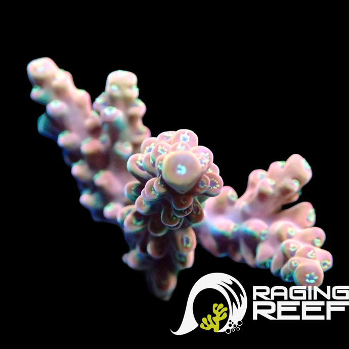 Cherry blossom Acropora frag