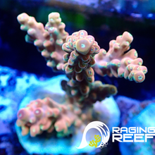 Load image into Gallery viewer, Cherry blossom Acropora frag
