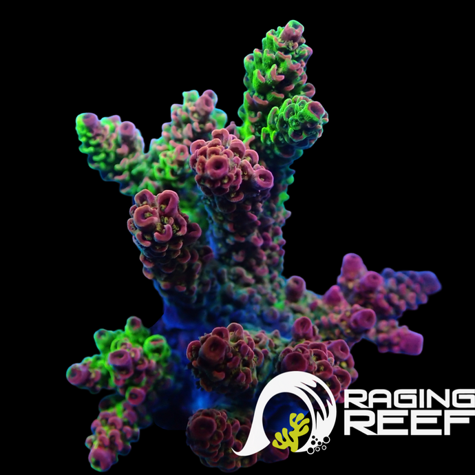 Splice Acropora frag