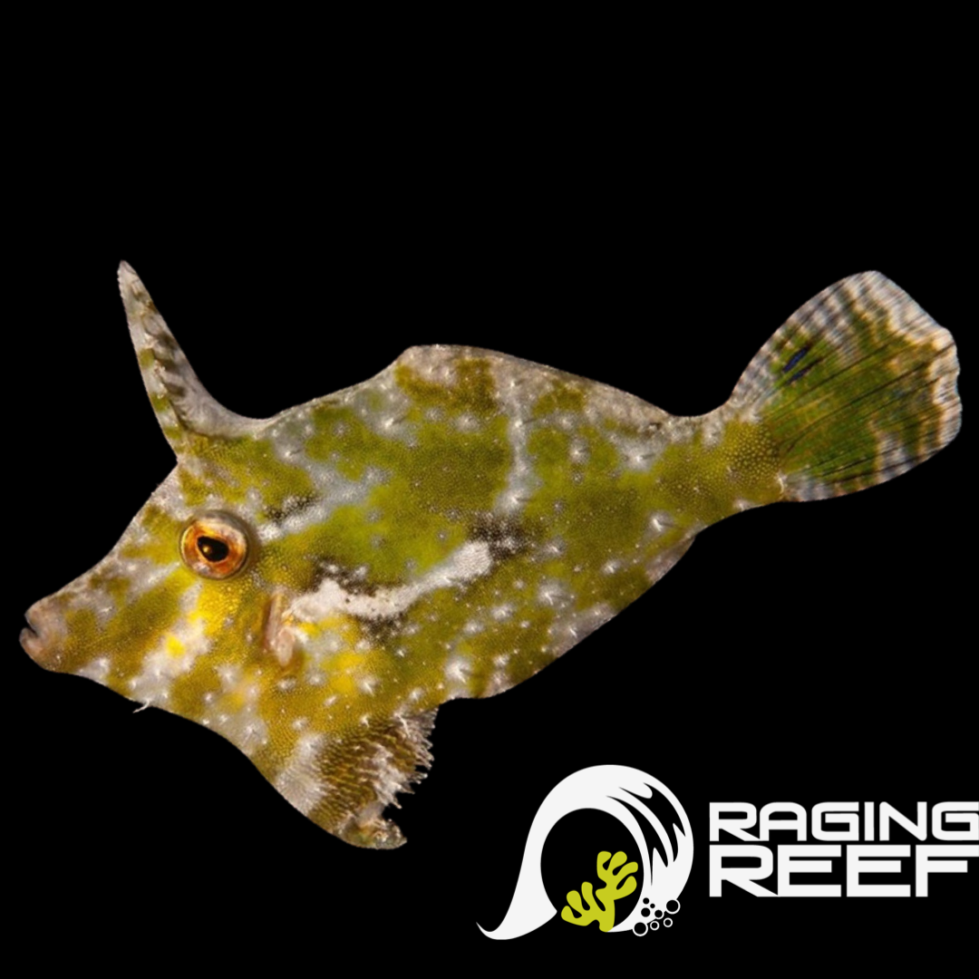 Matted filefish (aiptasia eater) – Raging Reef